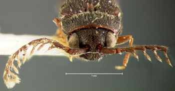 Media type: image;   Entomology 2364 Aspect: head frontal view
